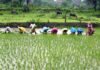 massive changes in agricultural practice