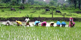 massive changes in agricultural practice