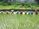 massive changes in agricultural practice