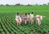 ಬೆಳೆ ಪರಿವರ್ತಿಸಿ ಚಮತ್ಕಾರ ಗಮನಿಸಿ