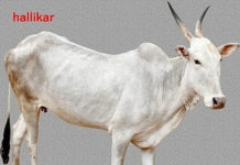 ಹಳ್ಳಿಗಳಿಂದ ಕಣ್ಮರೆಯಾಗುತ್ತಿರುವ ಹಳ್ಳಿಕಾರ್!!