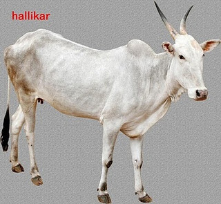 ಹಳ್ಳಿಗಳಿಂದ ಕಣ್ಮರೆಯಾಗುತ್ತಿರುವ ಹಳ್ಳಿಕಾರ್!!