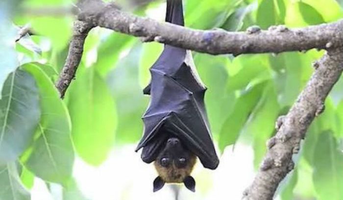 Bat Raksha ಪರಿಸರಸ್ನೇಹಿ ಬಾವಲಿಗಳನ್ನು ಕೊಲ್ಲುವುದೇಕೆ ? - Agriculture India