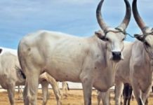 ಹಳ್ಳಿಕಾರ್ ತಳಿ ರಾಸುಗಳಿಂದಾಗುವ ಲಾಭ ಅಪಾರ