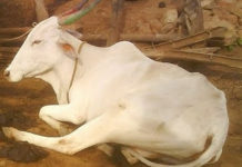 ಜಾನುವಾರು ಸಿಡಿಗಾಲು ಚಿಕಿತ್ಸೆ ಸಾಧ್ಯವೇ?