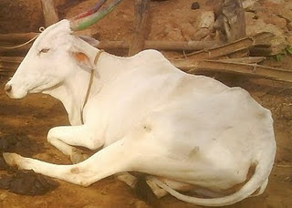 ಜಾನುವಾರು ಸಿಡಿಗಾಲು ಚಿಕಿತ್ಸೆ ಸಾಧ್ಯವೇ?