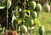ಮಾವು ರಫ್ತಿಗೆ ಯುವಬೆಳೆಗಾರರಿಗೆ ಪ್ರೋತ್ಸಾಹ