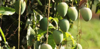 ಮಾವು ರಫ್ತಿಗೆ ಯುವಬೆಳೆಗಾರರಿಗೆ ಪ್ರೋತ್ಸಾಹ