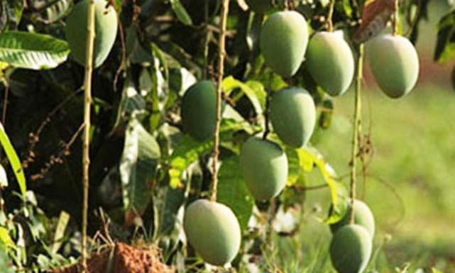 ಮಾವು ರಫ್ತಿಗೆ ಯುವಬೆಳೆಗಾರರಿಗೆ ಪ್ರೋತ್ಸಾಹ