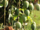 ಮಾವು ರಫ್ತಿಗೆ ಯುವಬೆಳೆಗಾರರಿಗೆ ಪ್ರೋತ್ಸಾಹ
