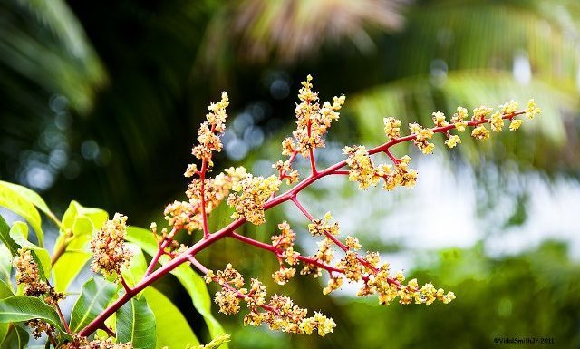 ಇಳಿಹಂಗಾಮಿನಲ್ಲಿ ಮಾವು ಸಂರಕ್ಷಣೆ ಹೇಗೆ?