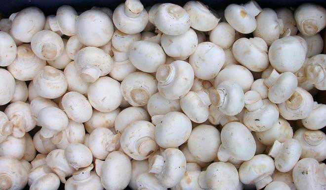 ಅಣಬೆ ಬೆಳೆದರೆ ಲಾಭದಾಯಕ, ಸೇವಿಸಿದರೆ ಪೌಷ್ಟಿಕ