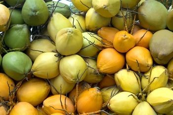 ತೆಂಗು ವಲಯ ಪುನಶ್ಚೇತನದ ಅಗತ್ಯ