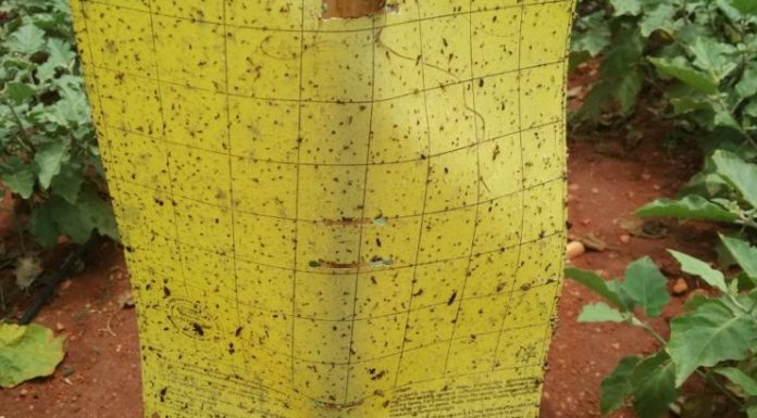ಕೀಟಗಳನ್ನು ಸೆಳೆಯುವ ಮ್ಯಾಜಿಕ್ ಹಾಳೆಗಳು