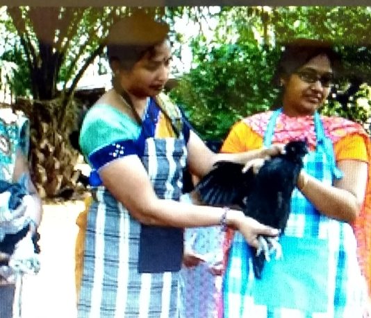 ಕಡಕನಾಥ್ ಕೋಳಿ ಸಾಕಣೆ ತಂದ ಯಶಸ್ಸು