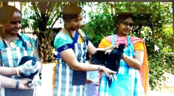 ಕಡಕನಾಥ್ ಕೋಳಿ ಸಾಕಣೆ ತಂದ ಯಶಸ್ಸು