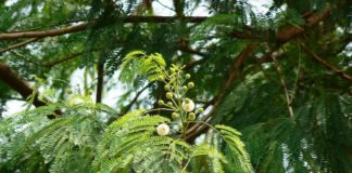 ನಯಾಪೈಸೆ ಖರ್ಚಿಲ್ಲದೇ ಸಾರಜನಕ ಒದಗಿಸಿ
