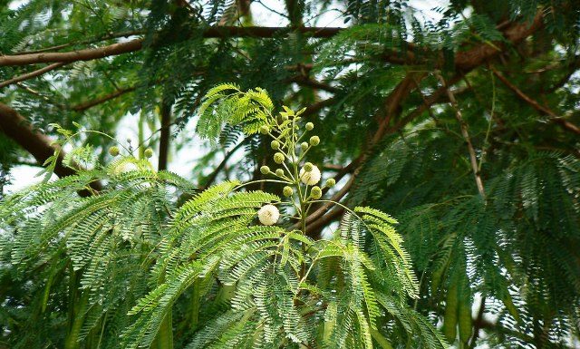ನಯಾಪೈಸೆ ಖರ್ಚಿಲ್ಲದೇ ಸಾರಜನಕ ಒದಗಿಸಿ