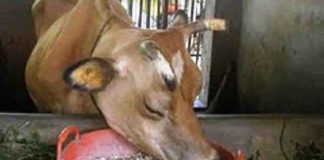 ಅಡಿಕೆಹಾಳೆಯನ್ನು ಅವಲಕ್ಕಿಯಾಗಿ ಪರಿವರ್ತಿಸುವ ಘಟಕ