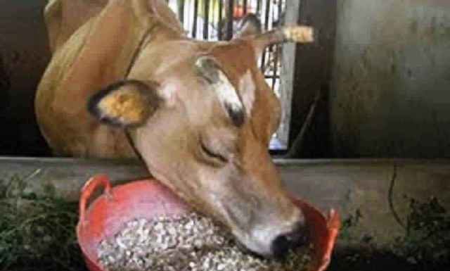 ಅಡಿಕೆಹಾಳೆಯನ್ನು ಅವಲಕ್ಕಿಯಾಗಿ ಪರಿವರ್ತಿಸುವ ಘಟಕ