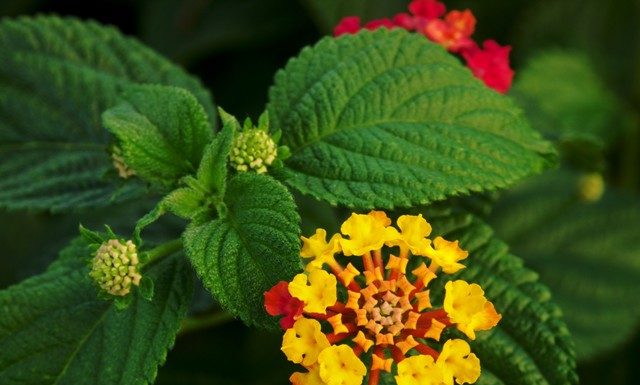 ಬೇಲಿಗಿಡವಾಗಲೂ ಸೈ; ಮಣ್ಣಿನ ಫಲವತ್ತತೆ ಹೆಚ್ಚಿಸಲು ಸೈ