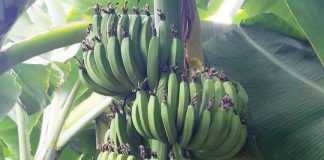 ಬಂಪರ್ ಬಾಳೆ; ಯುವಕೃಷಿಕನ ದಿಲ್ ಖುಷ್