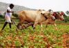 Govt is cheating us, destroying traditional agriculture