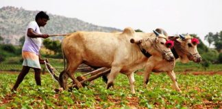 Govt is cheating us, destroying traditional agriculture