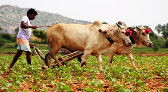 Govt is cheating us, destroying traditional agriculture