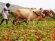 Govt is cheating us, destroying traditional agriculture