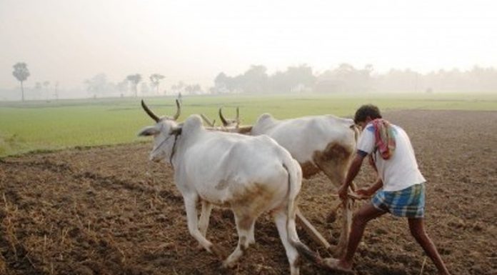ಬಡವನ ಮಾಗಿ ಉಳುಮೆ ಸಾಹುಕಾರನ ಗೊಬ್ಬರಕ್ಕೆ ಸಮಾನ