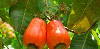 ನಿಮ್ಮ ಪ್ರದೇಶಕ್ಕೆ ಹೊಂದುವ ಗೇರುತಳಿ ಆಯ್ಕೆಮಾಡಿ