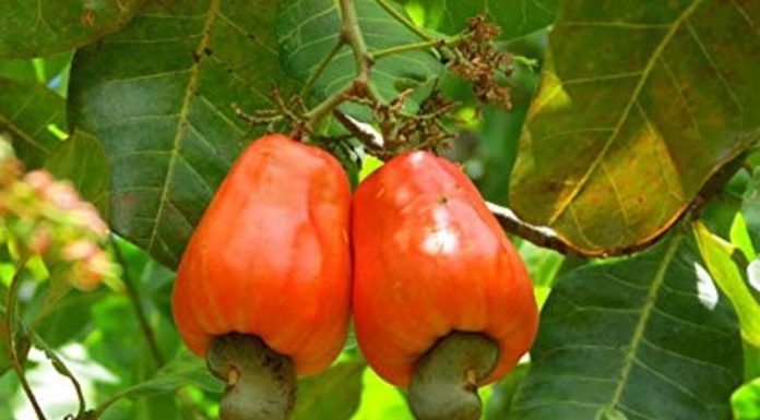 ನಿಮ್ಮ ಪ್ರದೇಶಕ್ಕೆ ಹೊಂದುವ ಗೇರುತಳಿ ಆಯ್ಕೆಮಾಡಿ