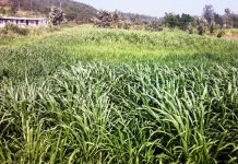 ಹಸಿರುಮೇವು ಬೆಳಸಿ; ಹಿಂಡಿ ಖರ್ಚು ಉಳಿಸಿ