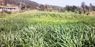 ಹಸಿರುಮೇವು ಬೆಳಸಿ; ಹಿಂಡಿ ಖರ್ಚು ಉಳಿಸಿ