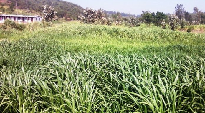 ಹಸಿರುಮೇವು ಬೆಳಸಿ; ಹಿಂಡಿ ಖರ್ಚು ಉಳಿಸಿ