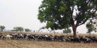 ಮಣ್ಣಿನ ಫಲವತ್ತತೆ ಹೆಚ್ಚಿಸಲು ಕುರಿ ತರುಬಿಸಿ
