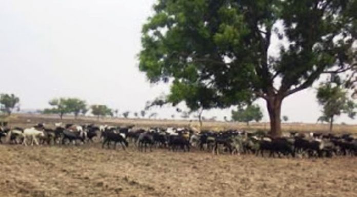 ಮಣ್ಣಿನ ಫಲವತ್ತತೆ ಹೆಚ್ಚಿಸಲು ಕುರಿ ತರುಬಿಸಿ