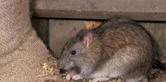 Rats-Bandicoots Control and fertilizer plant