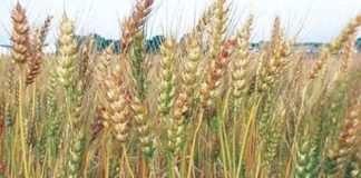 ಕೇಂದ್ರದ ನಿರ್ಧಾರ; ಗೋಧಿರಫ್ತು ನಿಷೇಧ