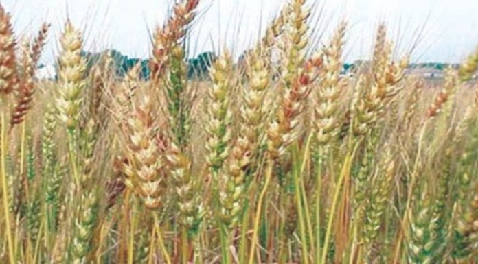ಕೇಂದ್ರದ ನಿರ್ಧಾರ; ಗೋಧಿರಫ್ತು ನಿಷೇಧ