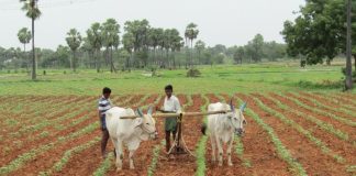 ಸಸ್ಯಗಳ ಬೆಳವಣಿಗೆಯಲ್ಲಿ ಸಿಲಿಸಿಕ್ ಆ್ಯಸಿಡ್ ಪಾತ್ರ
