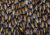 Honey bee live fence !