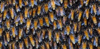 Honey bee live fence !