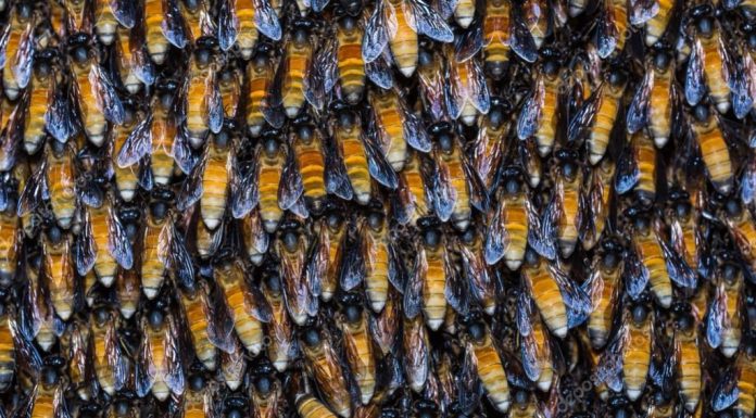 Honey bee live fence !