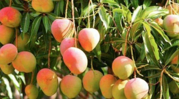 ಮಾವು ಹೈಡಿಮ್ಯಾಂಡಿಗೆ ಮಂಡಳಿಯ ಹೈಟೆಕ್ ಹೆಜ್ಜೆಗಳು