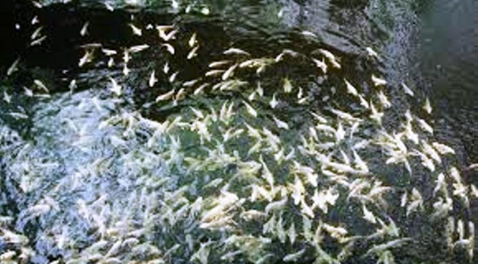 ಸಮನ್ವಯ ಮೀನು ಸಾಕಣೆ ಲಾಭಗಳು