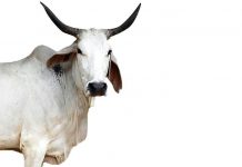 ಗಂಜಲ ಬಳಸಿ – ಭೂಸಾರ ಉಳಿಸಿ
