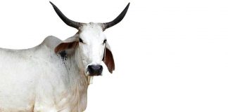 ಗಂಜಲ ಬಳಸಿ – ಭೂಸಾರ ಉಳಿಸಿ