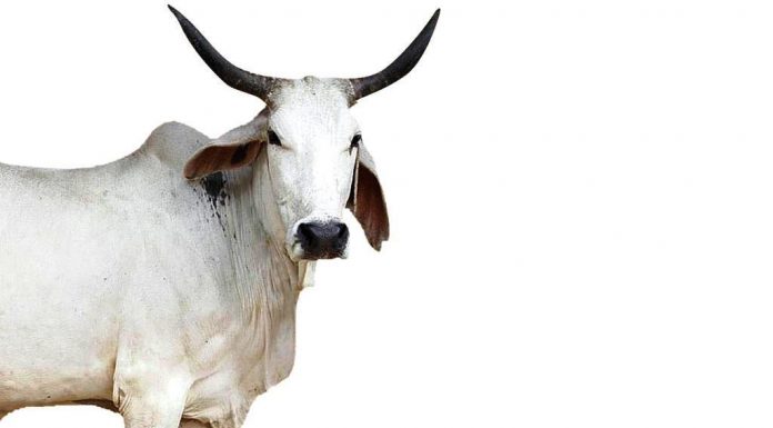 ಗಂಜಲ ಬಳಸಿ – ಭೂಸಾರ ಉಳಿಸಿ